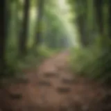 Scenic view of a wooded trail near Chicago