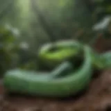 A vibrant green pit viper in its natural habitat