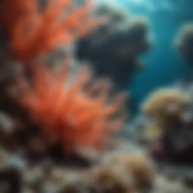 Diversity of Coral Species Diverse species of coral highlighting ecological variety