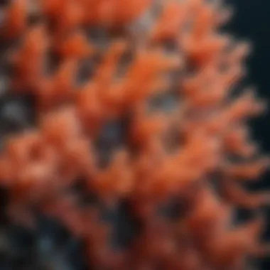 Close-up of coral polyps showcasing their intricate structure