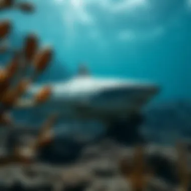 Biodiversity of Guadalupe Island Biodiverse marine life flourishing around Guadalupe Island