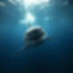 Majestic great white shark swimming gracefully in clear waters