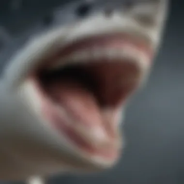 Close-up of a great white shark's powerful jaw and teeth