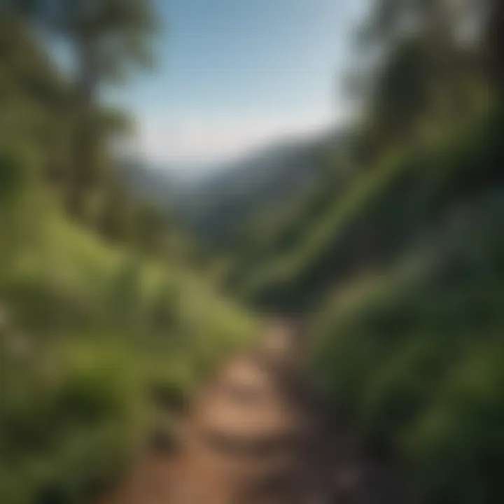 Lush greenery along a scenic hiking path in the hills