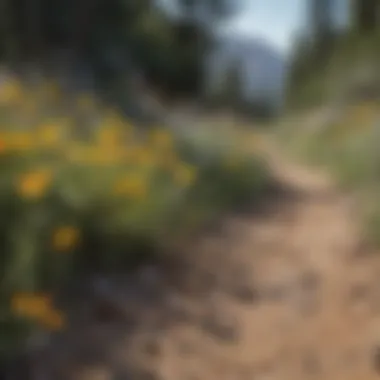 Wildflowers blooming on a trail, highlighting the ecological beauty