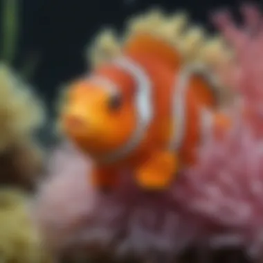 Colorful clownfish nestled within anemones