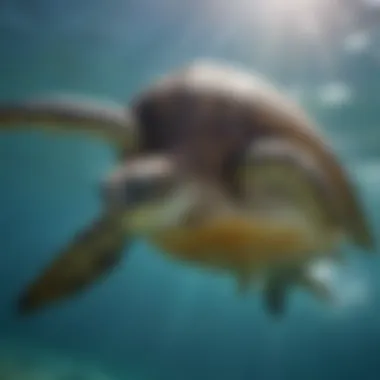 Majestic sea turtles gliding gracefully through the water