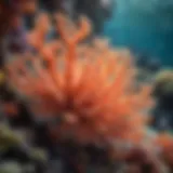 Vibrant coral formations teeming with marine life