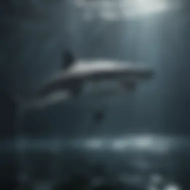 Researcher analyzing shark behavior with technology