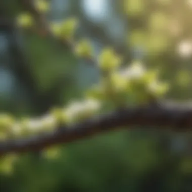 A close-up of fresh buds on a tree branch representing renewal and change