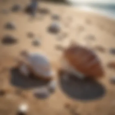 Seashells on Shore Beautiful seashells littering the sandy shore, symbolizing coastal life