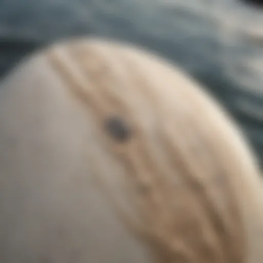 A close-up of a blemished wakesurf board highlighting cosmetic imperfections.