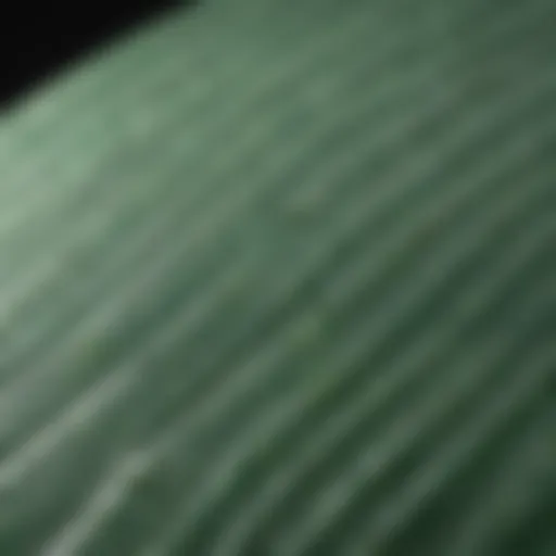 Close-up of green surfboard wax on a textured surface